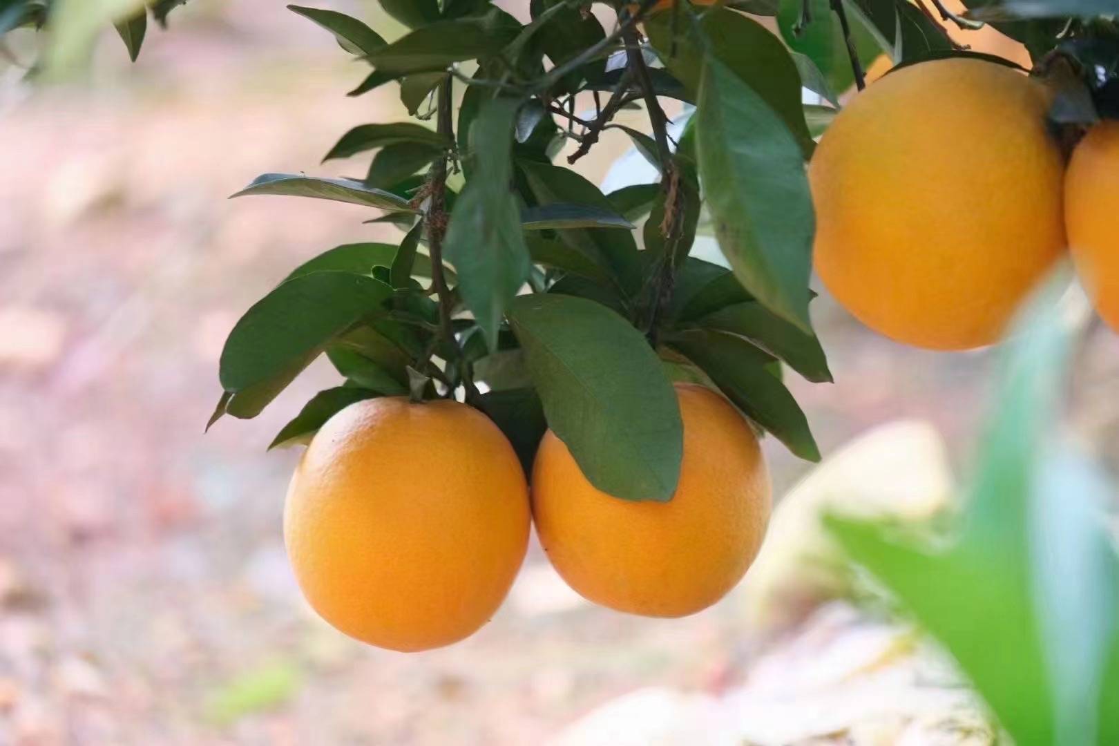 赣南脐橙已经到了口感最佳的时候，现摘现发的赣南脐橙 需要的老板联系