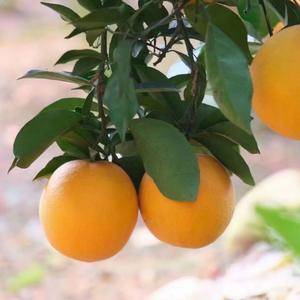 赣南脐橙已经到了口感最佳的时候，现摘现发的赣南脐橙 需要的老板联系