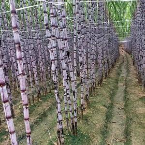贵州兴义安龙，有3000多亩种植甘蔗基地年产到300多万吨。上市时间为2022年11月到2023年4月，本团队八个人从事甘蔗代办行业，已有八年时间，经验丰富，诚