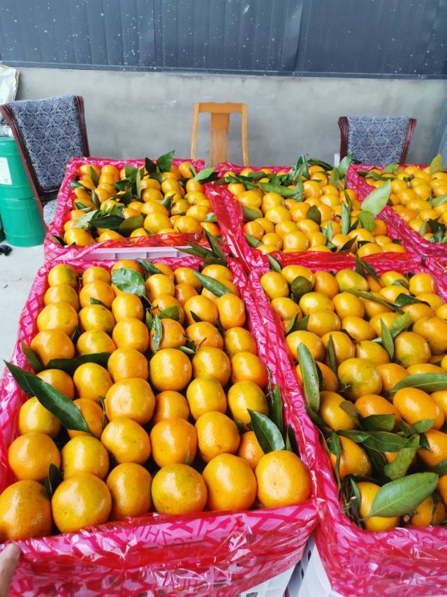 陕西汉中蜜橘大量上市中，皮薄肉厚、细皮、口感超甜、果型漂亮。欢迎全国客商前来采购。