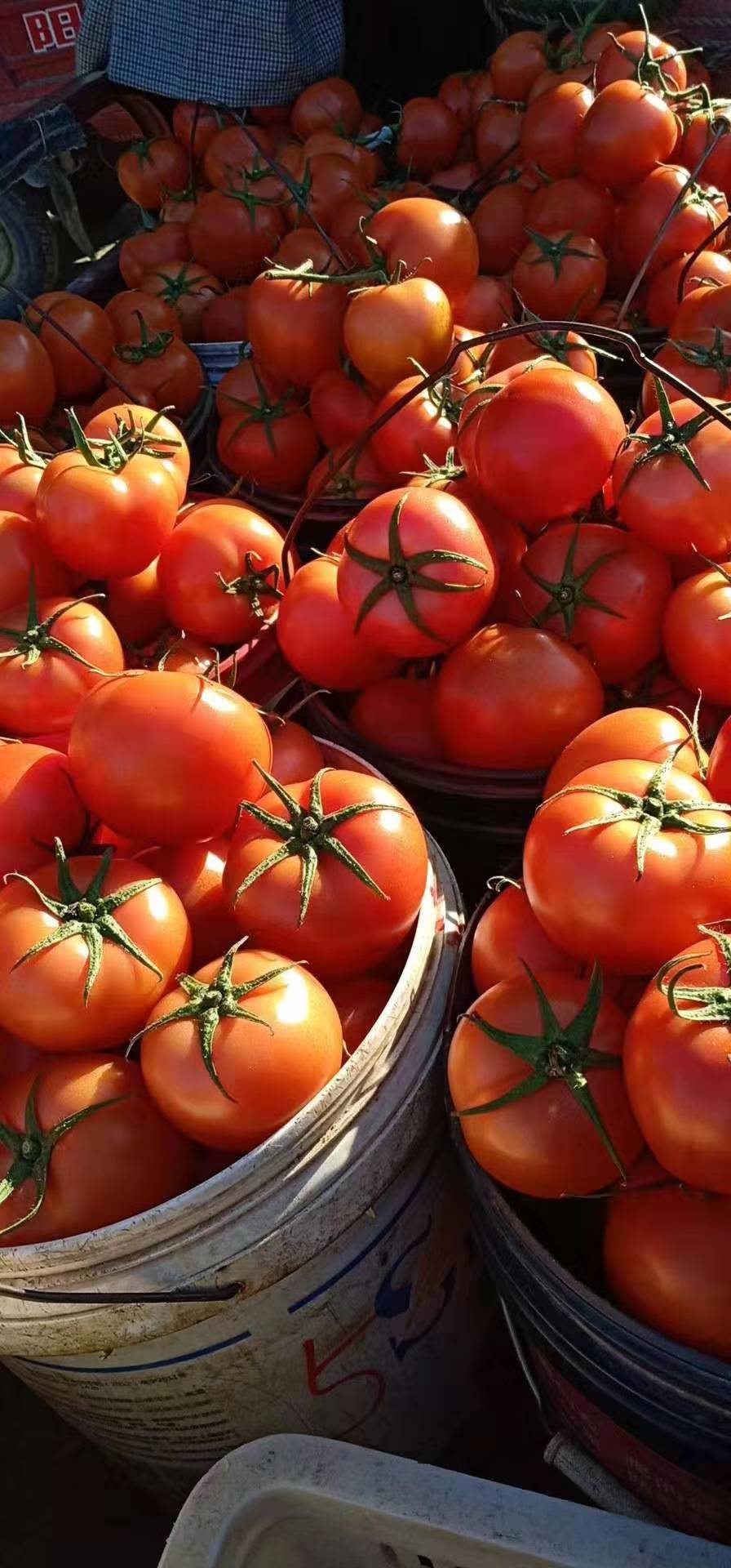 山东西红柿交易市场，量大价格合理，质量第一，诚信经...