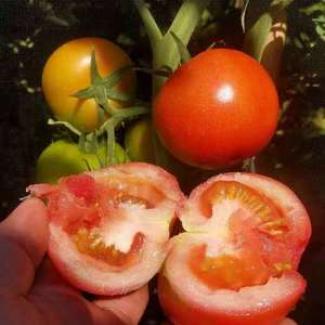 大量供应西红柿，质量好，价格好！需要的老板欢迎咨询！