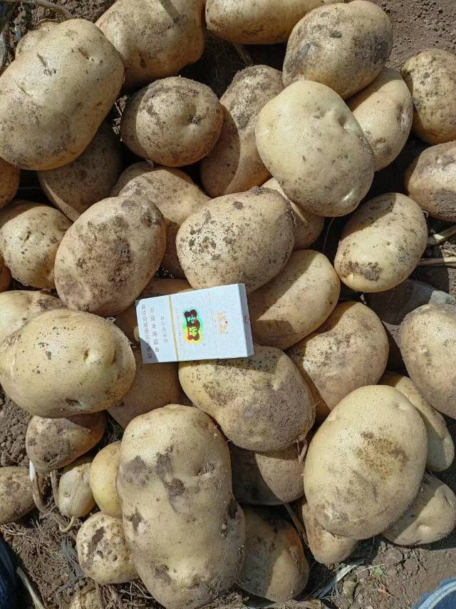 收各种土豆，品种全有要的老板客户来电15076934596