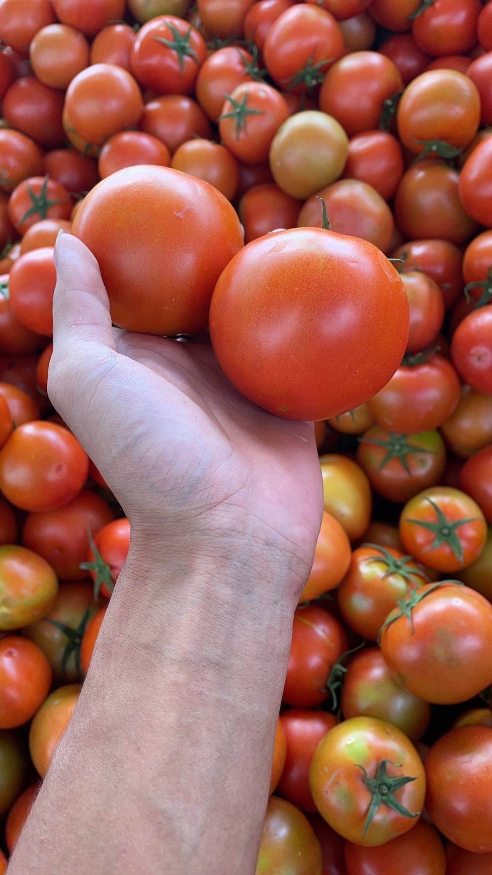 精品西红柿果型好硬度够亮度好圆润，每天货量大，可以保证每天40吨到50吨，一车货高拉低扯均价在0.4元-0.45元一斤！暗号18187800018微信同号