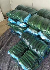 夏邑黄瓜大量供应中，代发全国可视频看货。