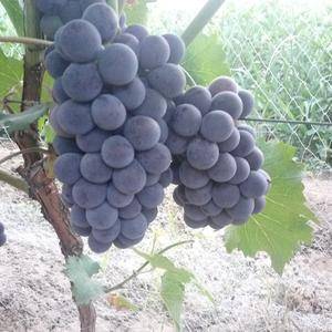 18年京亚葡萄成熟了，大量上市，欢迎客商洽谈采购