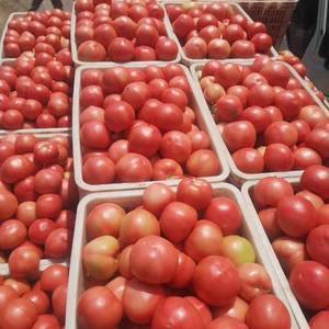 聊城冷棚西红柿，大量上市，