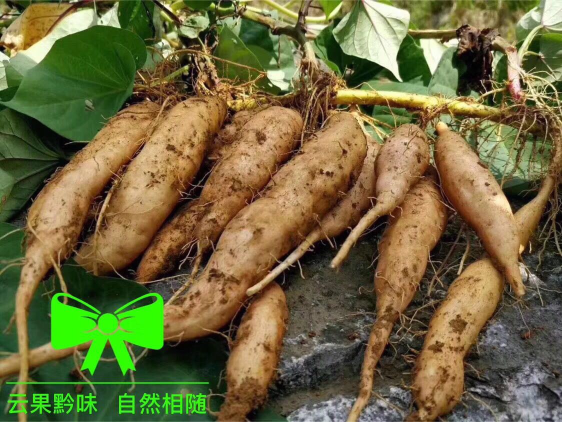 贵州紫云红芯红薯，供货要求1-2两、2-5辆、5-8两 ...