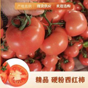 费县西红柿产地批发长期供应质量保证