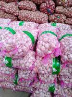 河南中牟县大蒜供应，13673686490，每天500吨。