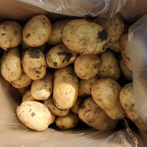 内蒙赤峰土豆大量上市，品种有，v7.沃土5实验一，联系电...