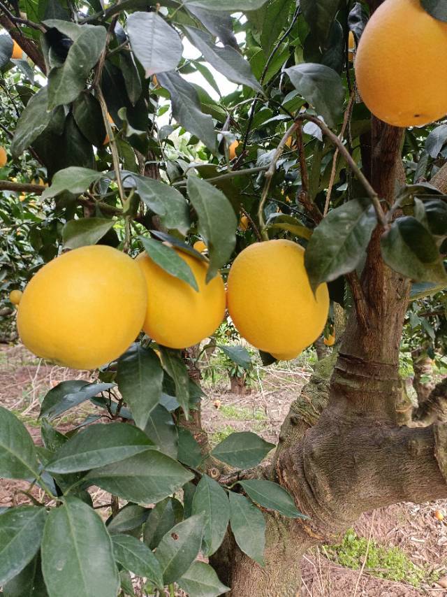 长红脐橙，果型最好看最漂亮的橙子，产地直供，新鲜采摘，纯天然绿色无公害健康鲜橙。
