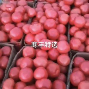 北京捷丰农业以精品大果为主，有需要番茄品种的请联系我18311092531
