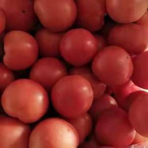 精品西红柿现已大量上市欢迎新老客户前来收购