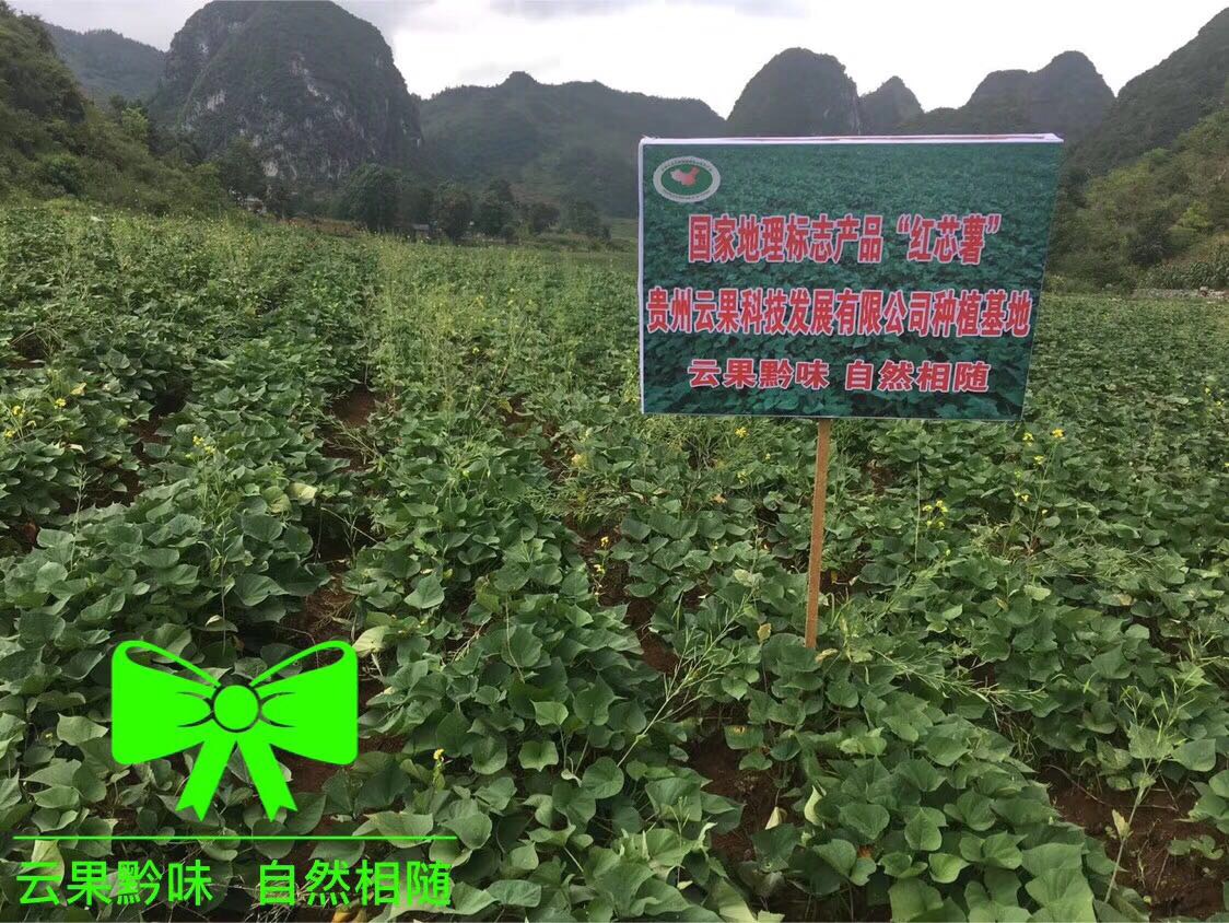 贵州紫云红芯红薯，供货要求1-2两、2-5辆、5-8两 ，有意者电话联系18722714792。