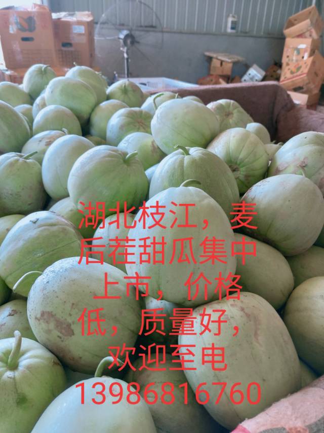 湖北枝江绿宝甜瓜上市，欢迎致电13986816760.15327625536.客户利益至上，质量至上，服务至上，