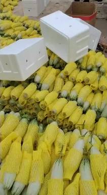 惠民县博洋系列甜瓜大量上市，口感香醇，果形漂亮，头茬原棚采摘，欢迎各地客商采购