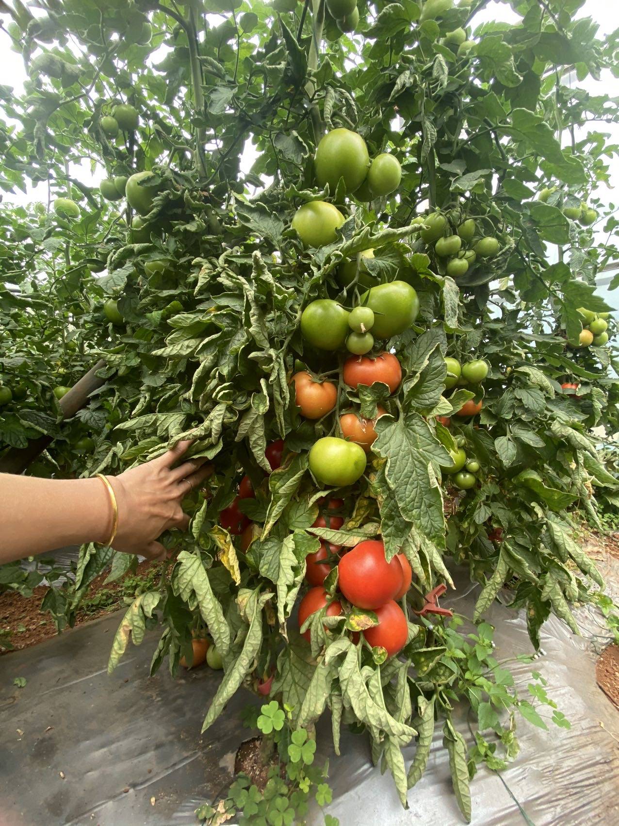 自家基地种植番茄，大红果，大小果均有，价格实惠，品质好，有需要的老板请联系我