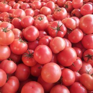 山东费县硬粉西红柿产地批发价格、供应超市、电商、超市、市...