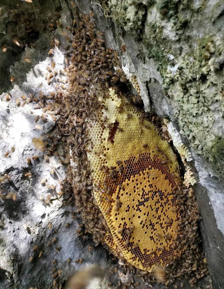 柳州苗山野生岩崖冬蜜、一年一收、每年冬至后采收，蜂巢盖蜜...