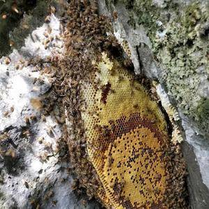 柳州苗山野生岩崖冬蜜、一年一收、每年冬至后采收，蜂巢盖蜜...