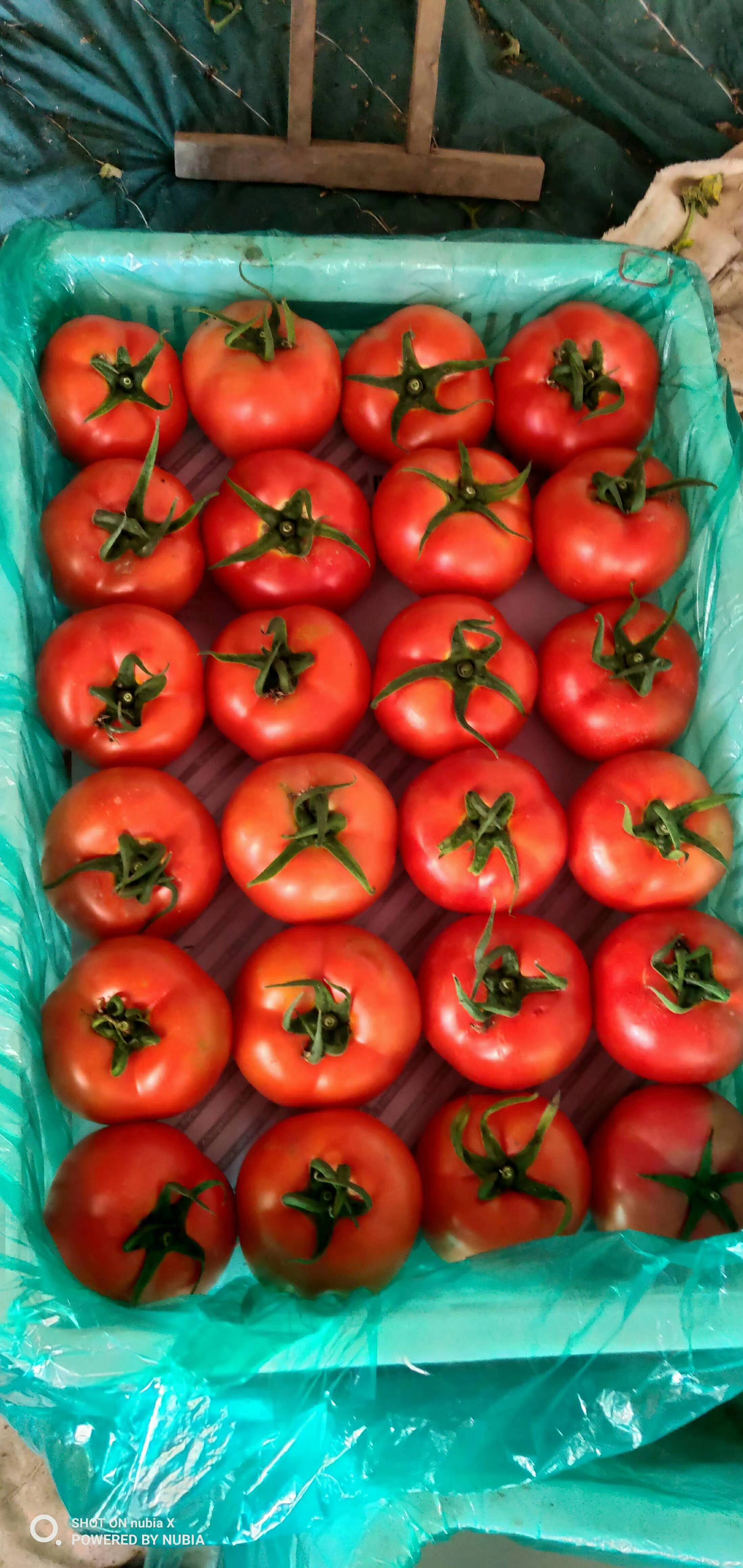 山东西红柿交易市场，量大价格合理，质量第一，诚信经...