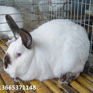 肉兔子价格 肉兔子多少钱一只     联系电话13665371148（微信同号）
