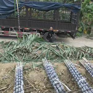 贵州兴义安龙，有3000多亩种植甘蔗基地年产到300多万...