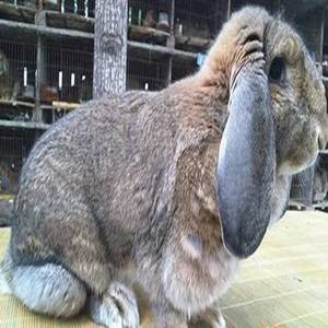 纯种法国公羊兔种兔价格 纯种法国公羊兔种兔多少钱一只