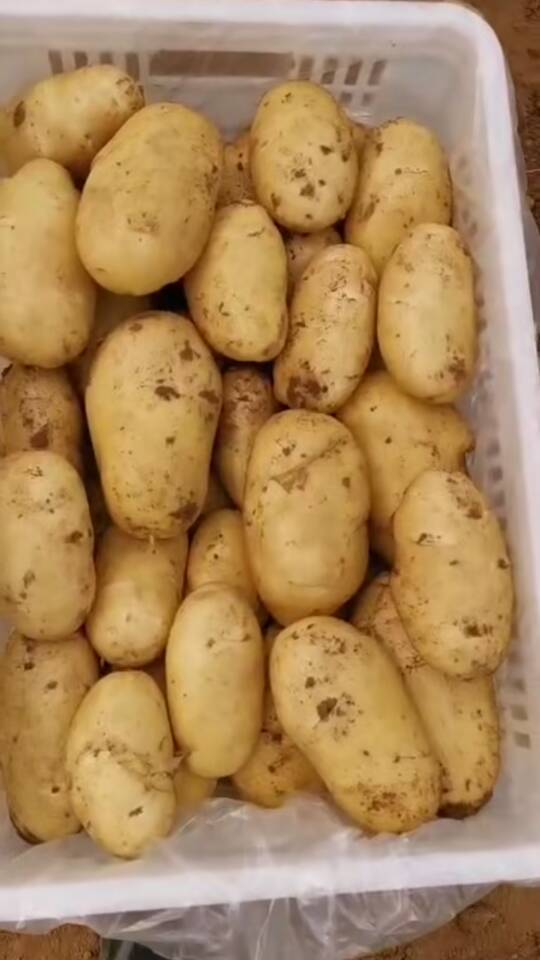 肥城土豆大量上市中。