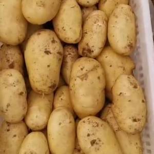 肥城土豆大量上市中。