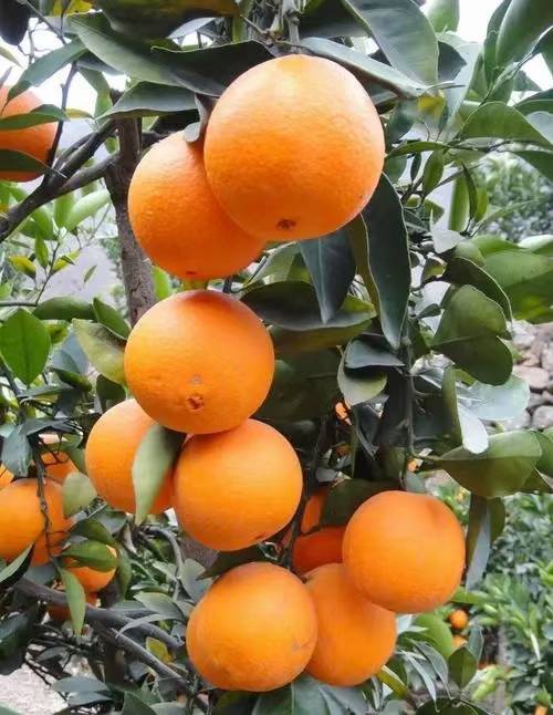 赣南脐橙，中国国家地理标志产品，香甜多汁，原产地直供直发，欢迎来咨询13177868609
