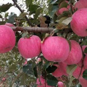 13505394663山东苹果产地，大量供应优质红富士苹...