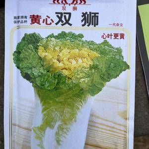 黄心白菜 腌制酸菜专用