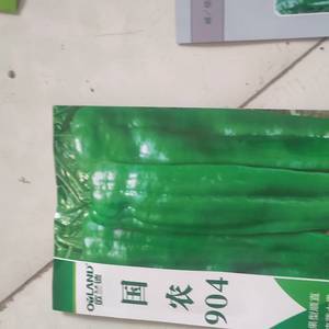 出售辣椒种，包回收15563773767