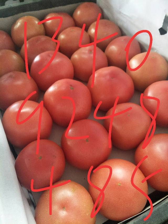 河南新乡西红柿大量上市