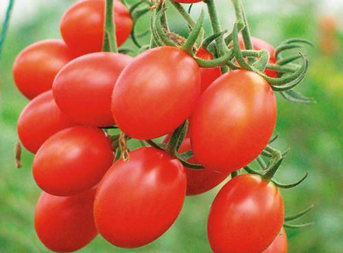 现有大量西红柿、圣女果、黄瓜大量长期供应，需要的老板欢迎采购！