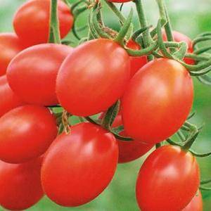现有大量西红柿、圣女果、黄瓜大量长期供应，需要的老板欢迎...