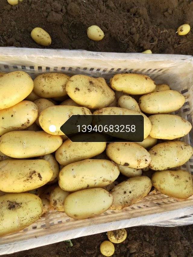 七月15号凌海土豆大量上市，品种有荷兰七，荷兰15/.806/希森6