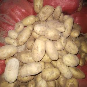 收各种土豆，品种全有要的老板客户来电1507693459...