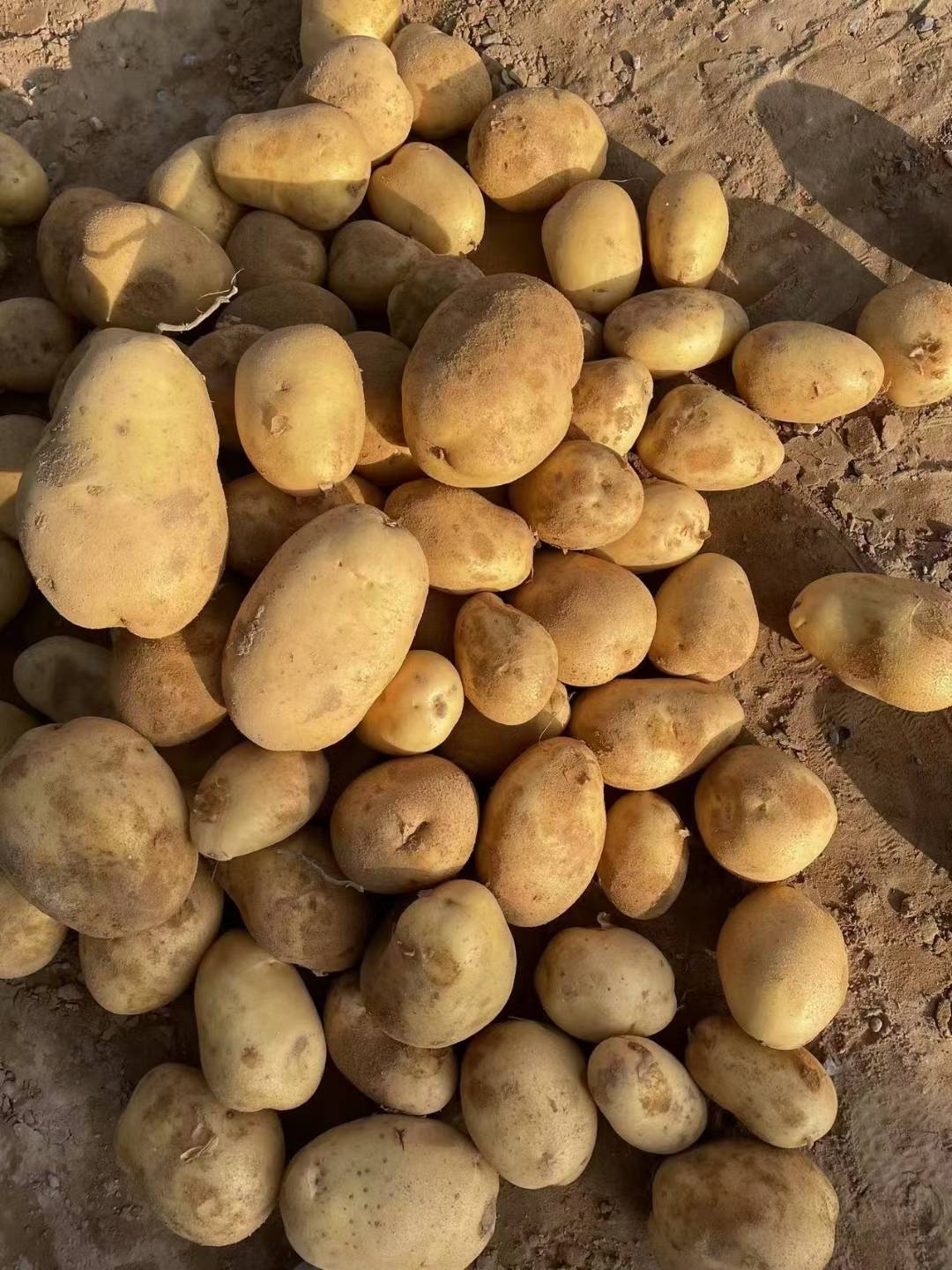 陕北精品沙地土豆  可供应全国各地超市，电商，市场