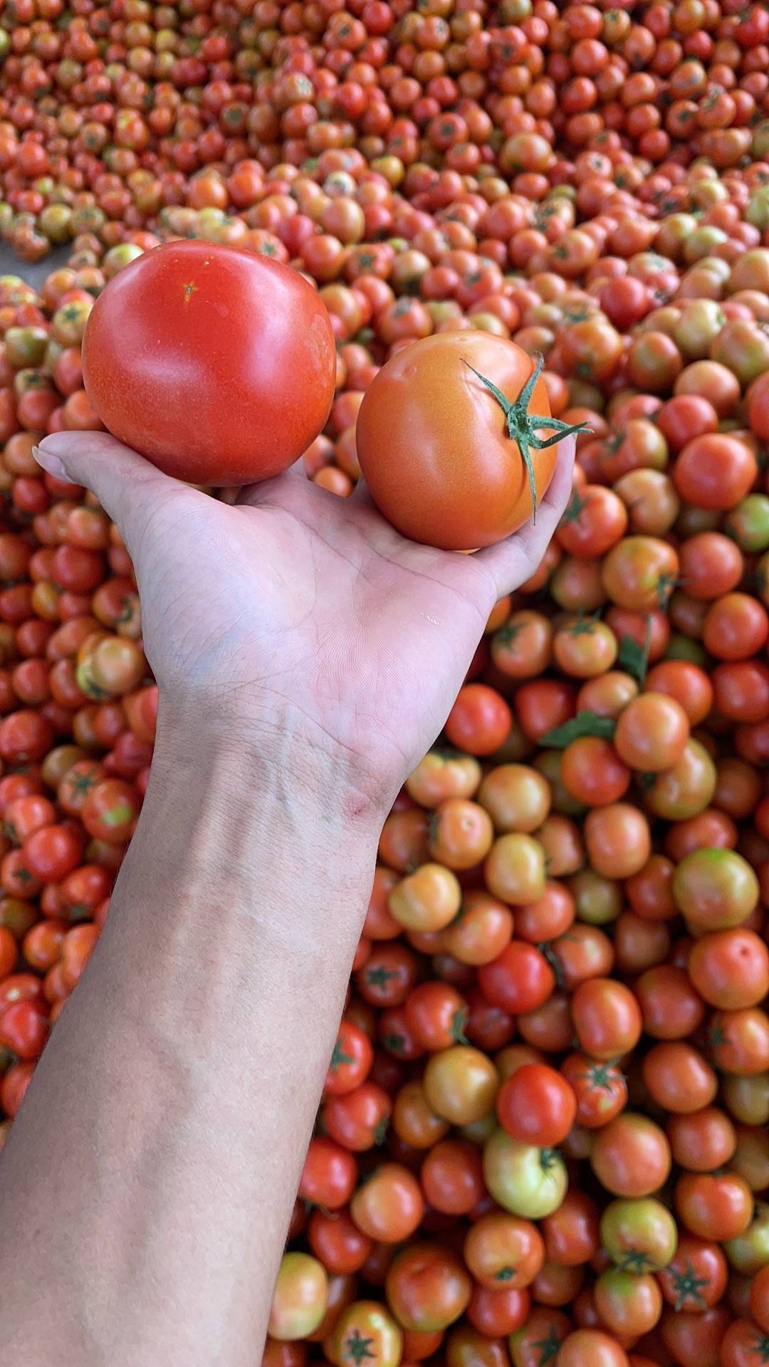 精品西红柿果型好硬度够亮度好圆润，每天货量大，可以...