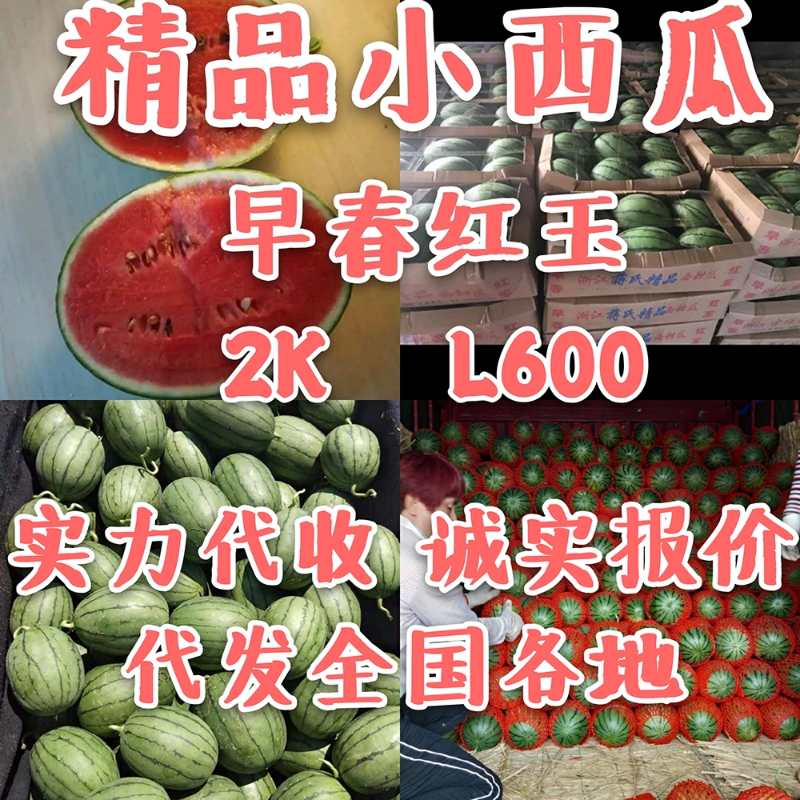 山东潍坊万亩小型西瓜种植基地，大量供应L600，全美2k，墨瞳