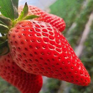 平度甜宝奶油草莓
