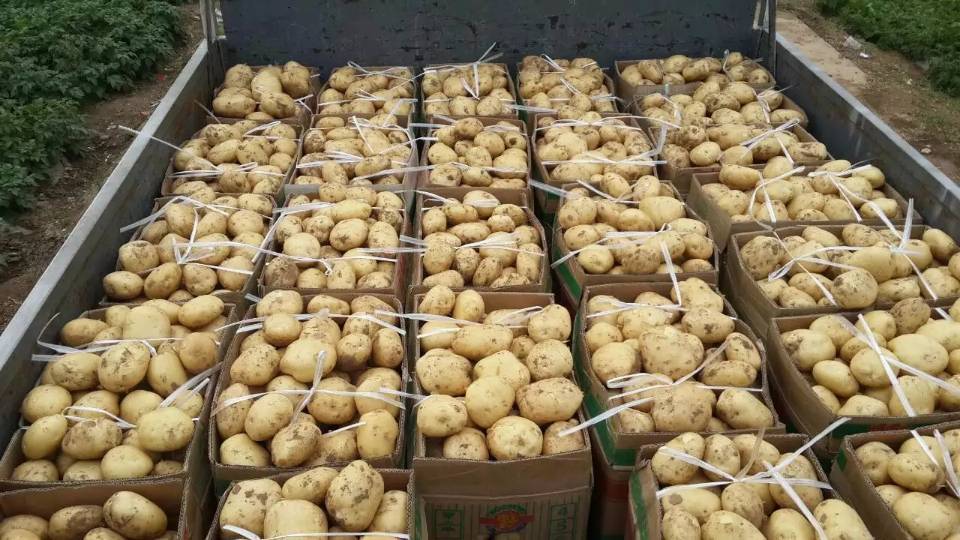 洛阳偃师土豆种植基地5.1土豆就要上市，有需要的请...