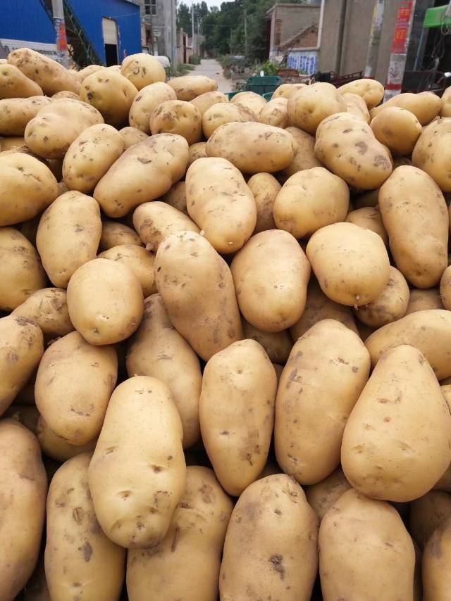 河南开封通许【2020精品优质土豆】本地土豆大量上市，土豆量大，品质优，颜色鲜艳。规格不等，价格不同。欢迎新老客户咨询采购。