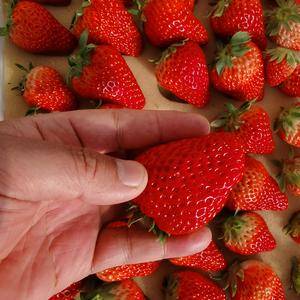 纯正的丹东顶众牌九九草莓，不吃不知道，吃了忘不掉。