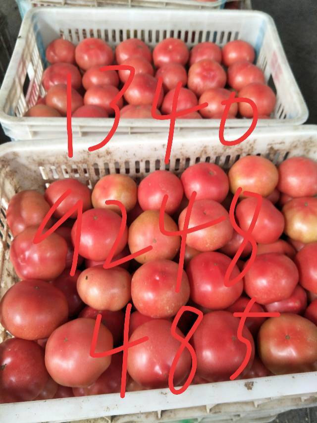 河南新乡西红柿大量上市