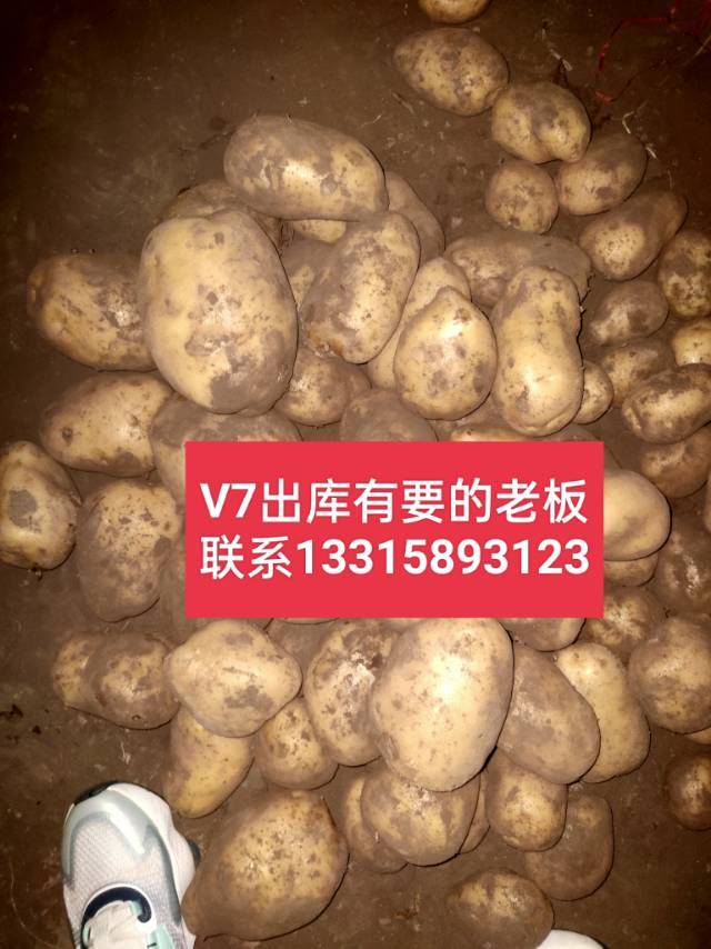 各个品种土豆出库，有需要的老板联系我13315893123