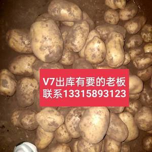 各个品种土豆出库，有需要的老板联系我1331589312...